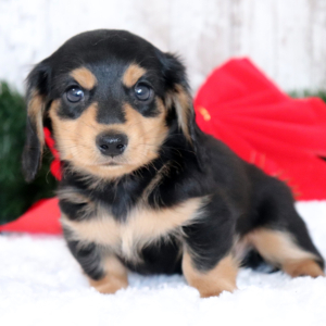 Dachshund Puppy Mister Ed