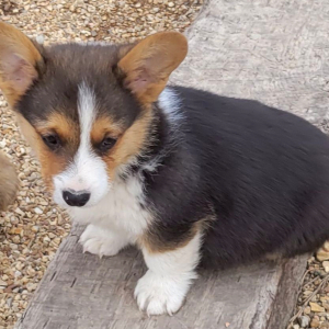 Pembroke Welsh Corgi Puppy Loot