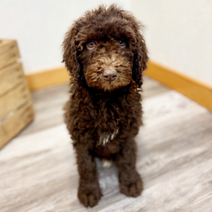 Labradoodle Puppy Alina