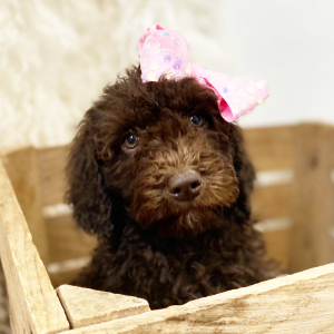 Labradoodle Puppy Alina