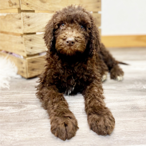 Labradoodle Puppy Alina
