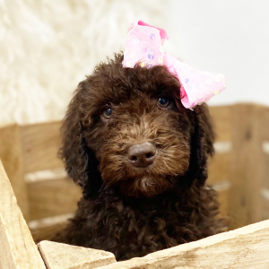 Labradoodle Puppy Alina