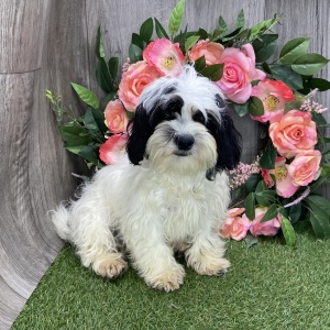 Shichon Puppy Mabel