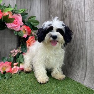 Shichon Puppy Mabel