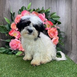 Shichon Puppy Mabel