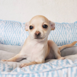 Chihuahua Puppy Balto