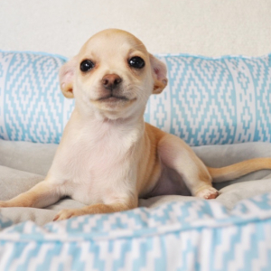 Chihuahua Puppy Balto