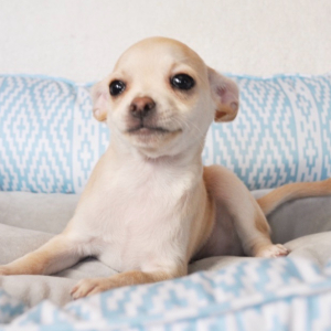 Chihuahua Puppy Balto