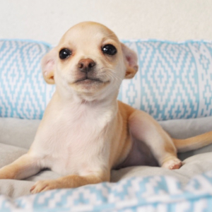 Chihuahua Puppy Balto