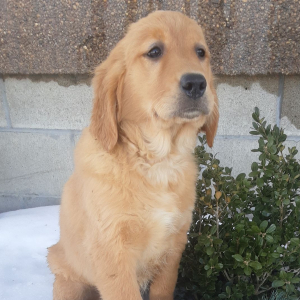 Golden Retriever Puppy Mary