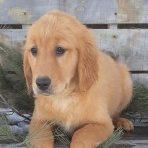 Golden Retriever Puppy Mary