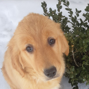 Golden Retriever Puppy Mary