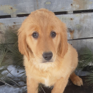 Golden Retriever Puppy Mary