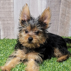 Yorkshire Terrier Puppy Simba