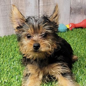 Yorkshire Terrier Puppy Simba