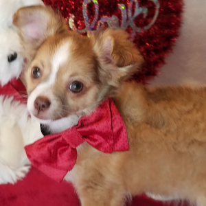 Chihuahua Puppy Lucas