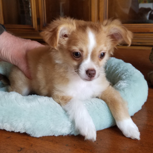 Chihuahua Puppy Lucas