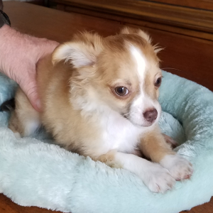 Chihuahua Puppy Lucas
