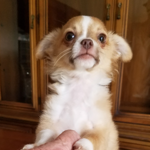 Chihuahua Puppy Lucas