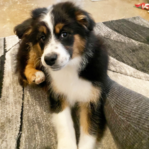 Australian Shepherd Puppy MrClean