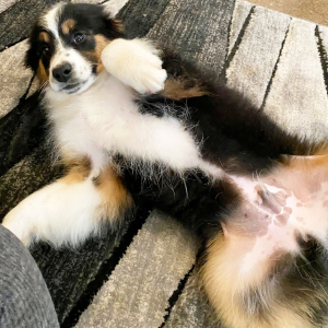 Australian Shepherd Puppy MrClean