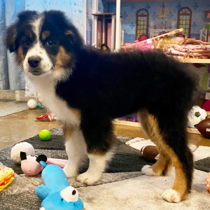Australian Shepherd Puppy MrClean
