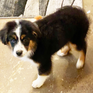Australian Shepherd Puppy MrClean