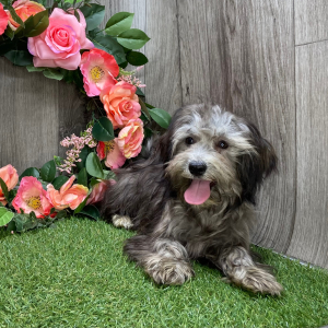 Havanese Puppy Flower