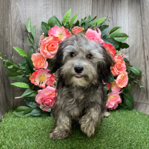 Havanese Puppy Flower