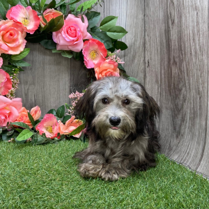 Havanese Puppy Flower