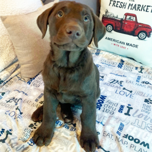 Labrador Retriever Puppy Rocket