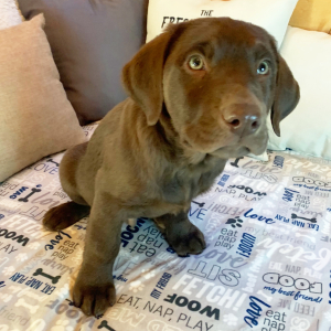 Labrador Retriever Puppy Rocket