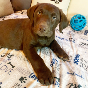 Labrador Retriever Puppy Rocket
