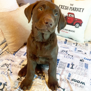 Labrador Retriever Puppy Rocket