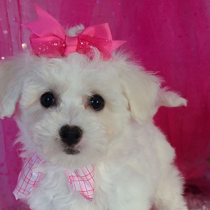 Bichon Frise Puppy Ali