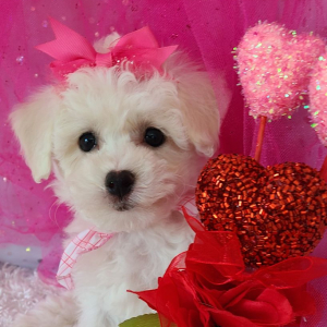 Bichon Frise Puppy Ali