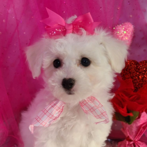 Bichon Frise Puppy Ali