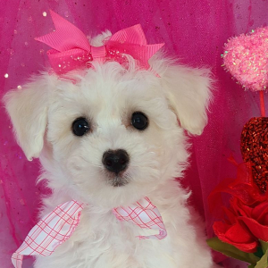 Bichon Frise Puppy Ali
