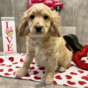 Cockapoo Puppy Royce