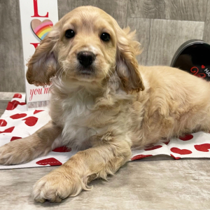 Cockapoo Puppy Royce