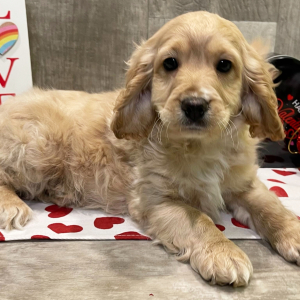 Cockapoo Puppy Royce