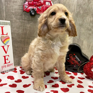 Cockapoo Puppy Royce