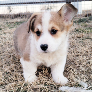 Pembroke Welsh Corgi Puppy Scoot