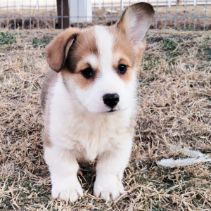Pembroke Welsh Corgi Puppy Scoot