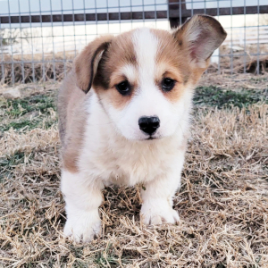 Pembroke Welsh Corgi Puppy Scoot