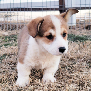 Pembroke Welsh Corgi Puppy Scoot