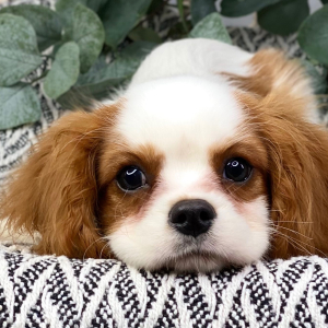 Cavalier King Charles Spaniel Puppy Berry