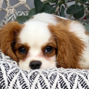 Cavalier King Charles Spaniel Puppy Berry