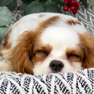 Cavalier King Charles Spaniel Puppy Berry