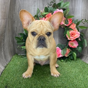 French Bulldog Puppy Danske